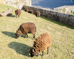 Moutons d'Ouessant - Photo of Mamirolle
