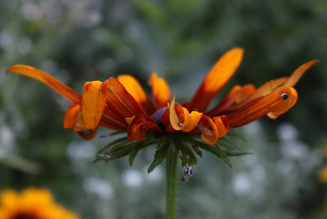 mostly red flower with orange-ish tips, most of the petals curled under, viewed from the side so the flower looks flat