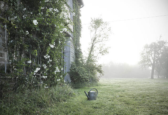 Foggy morning - le Chateau garden