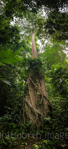 jungle tasiktemenggor landscape asia nature southeastasia trunk malaysia leaves outdoors tree forest high perak rainforest green belum laketemenggor tropical tall gerik