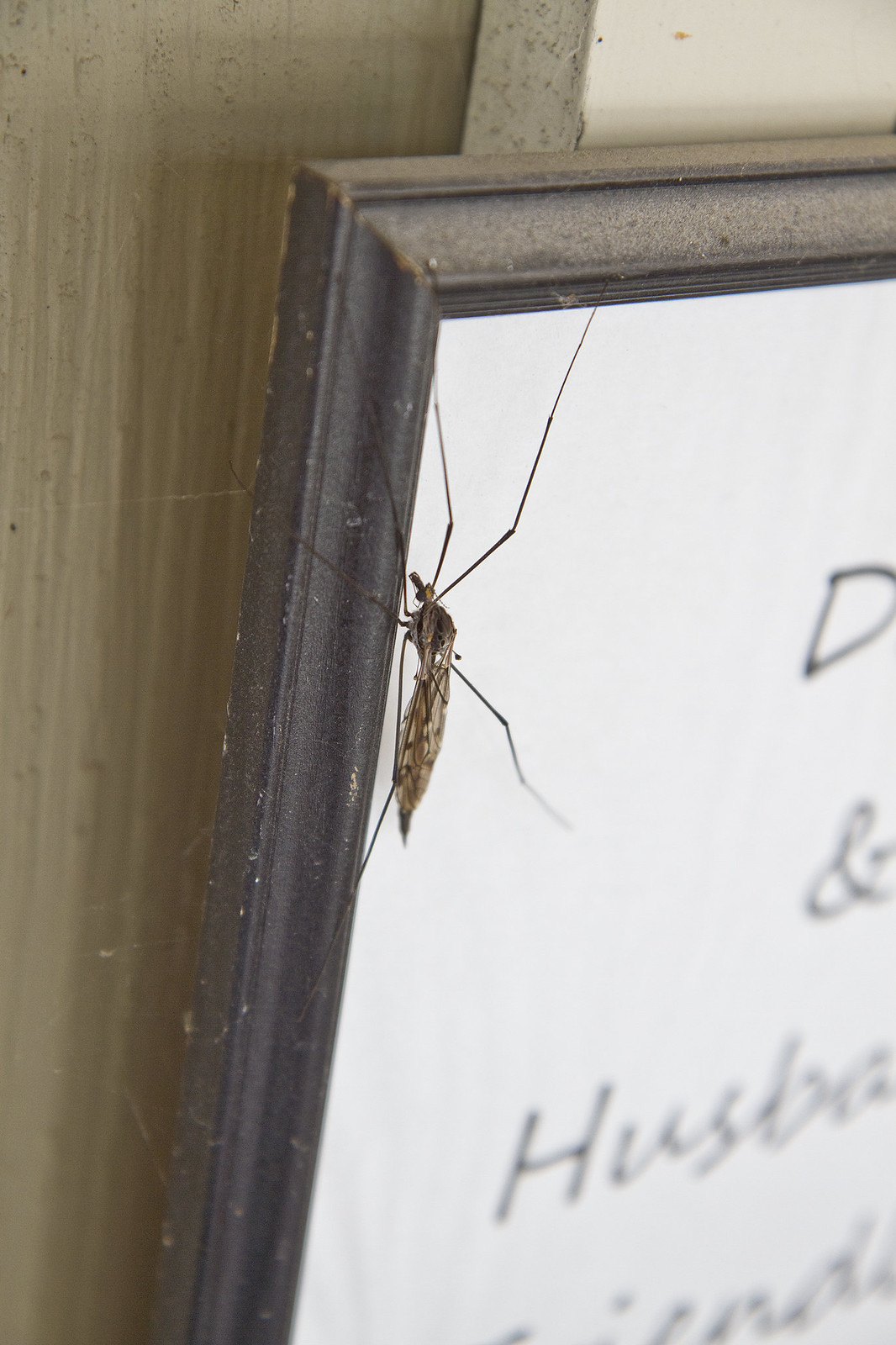 signs2 with crane fly2
