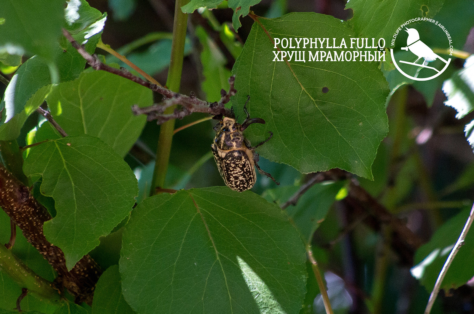 Polyphylla fullo // 20170806