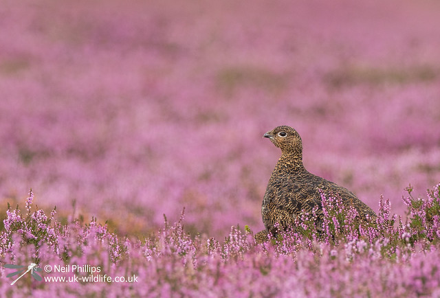 Red grouse-7