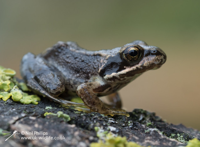 Common froglet-7