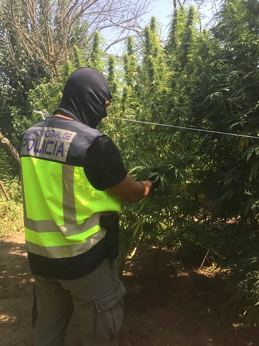 Policía Nacional desmantela una plantación de marihuana a las afueras de la ciudad