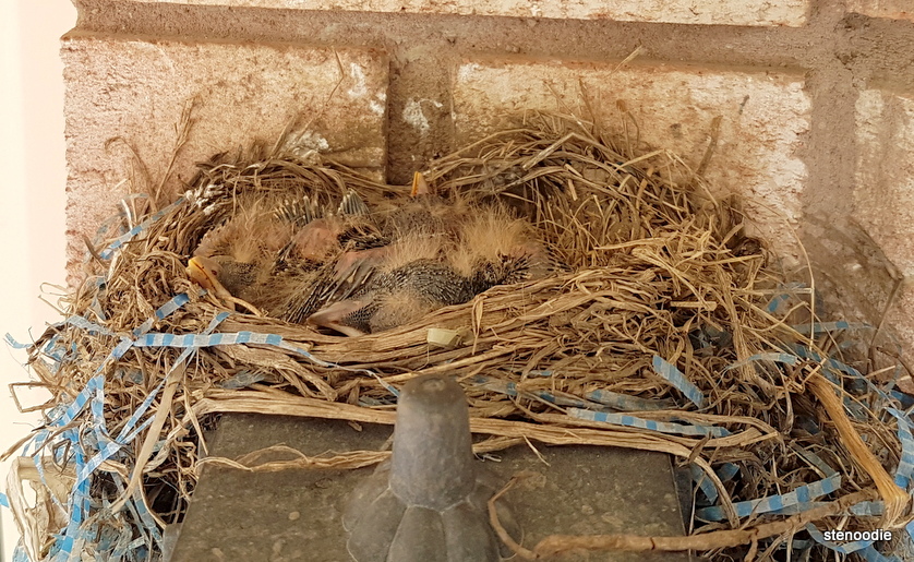  Baby robins in the nest