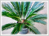 Cycas revoluta (Japanese Sago Palm, King Sago, Sago Cycad, Sago Palm)
