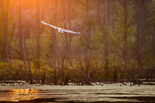 canoneos5dmarkiv ef100400mmf4556lisiiusm egret bird sunset atardecer wetlands soar soaring evening glow sunlight pajaro