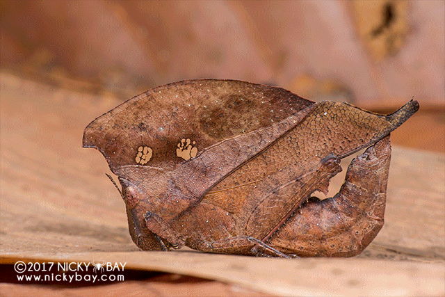 Dead leaf grasshopper (Caelifera) - DSC_8024_uv