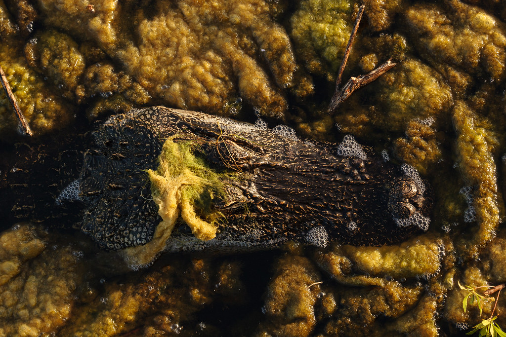An overhead shot of the head of an American alligator amidst heavy mats of vegetation