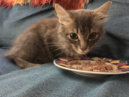 Who Doesn't Love A Kitten Eating From A Plate? #notmykitten