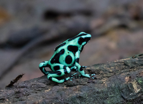 Green-and-black Poison Dart Frog