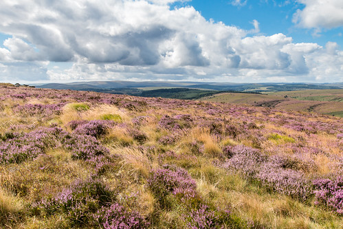 dartmoor nationalpark blooming heather moorland grass hill tor devon landscape outdoor sky clouds
