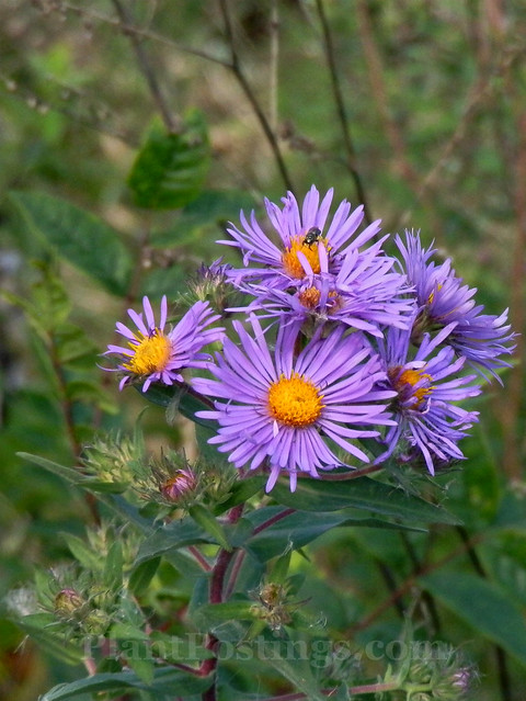new england aster