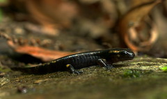 freshly metamorphised European fire salamander (Salamandra salamandra), Le Collet-de-Dèze, Lozère, France