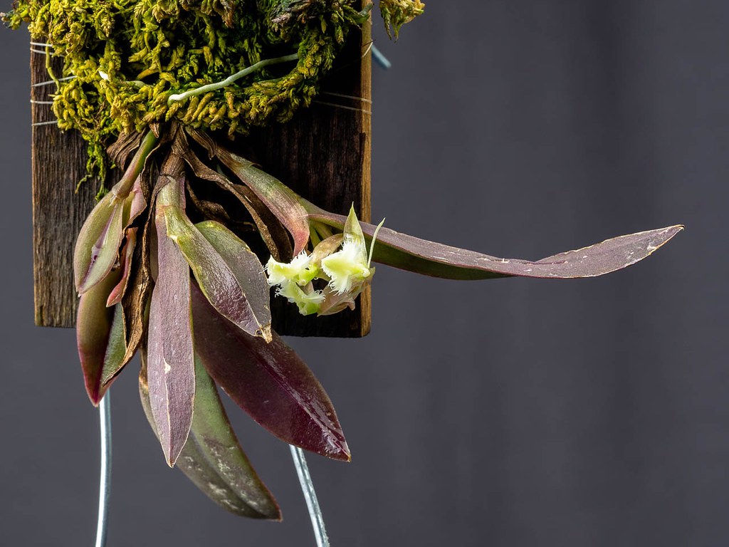 Epidendrum moronense