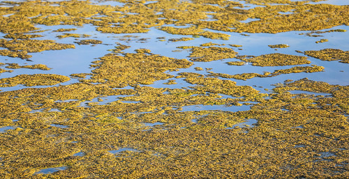 wyoming cody alkalilake aquaticplants halophyte salicorniarubra redglasswort swampfire sodium metal salts alkali basicsalts waterfowl habitat wetlands lake water vegetation wyojones