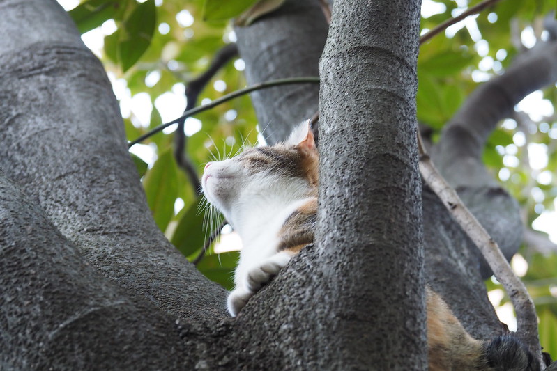池袋東口中央公園の猫。木登りな三毛猫。