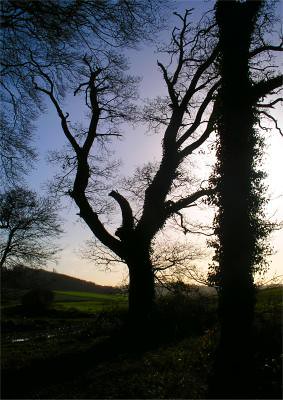 a Trees in Silhouette 