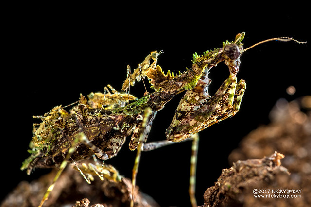 Moss mantis (Haania sp.) - DSC_9226