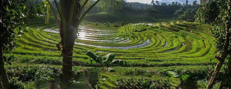 Bali, les rizières 36185983833_688af6c6ce_c
