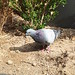 Pigeon mooching in Yangjae