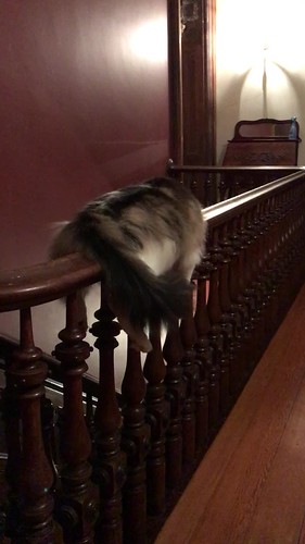 Clark, the monorail cat
