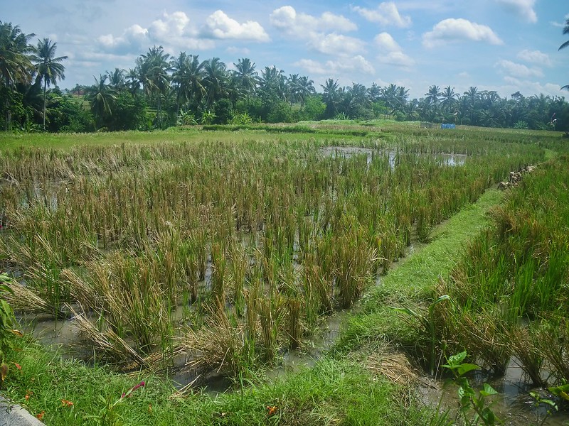 Bali, les rizières 36597681740_c004c2e58a_c