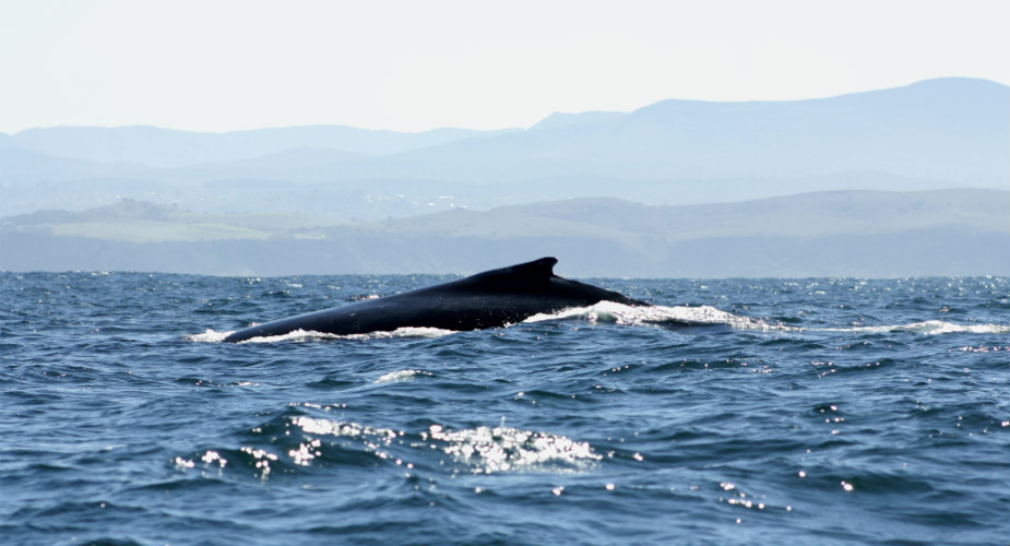 Knysna, Zuid-Afrika: walvissen spotten | Mooistestedentrips.nl