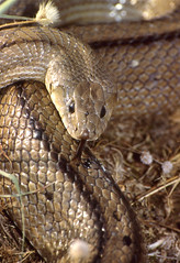 Ladder Snake (Rhinechis scalaris) - Photo of Le Pradal