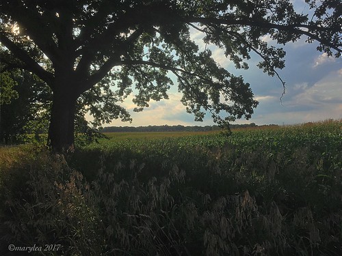 landscape evening summer countryroads midwest rural 2017 aug1 iphone cameraphone