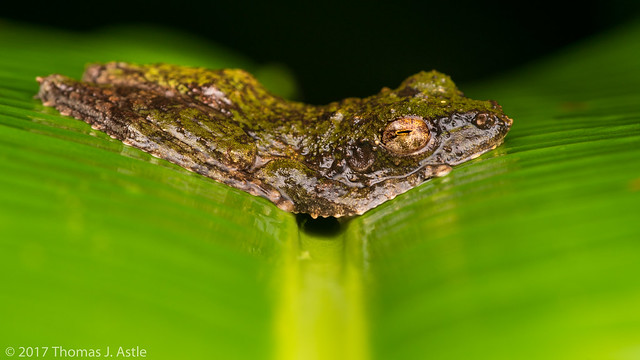 Frilled Tree Frog (Kurixalus appendiculatus)