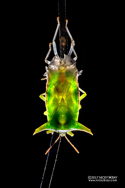 Giant shield bug (Pygoplatys sp.) - DSC_7995