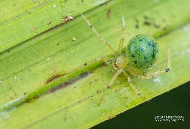 Comb-footed spider (Theridiidae) - DSC_8065