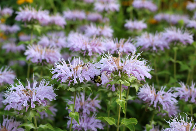 side view of dozens of light-purple bee balm, the second-closest with a bumblebee on the bottom