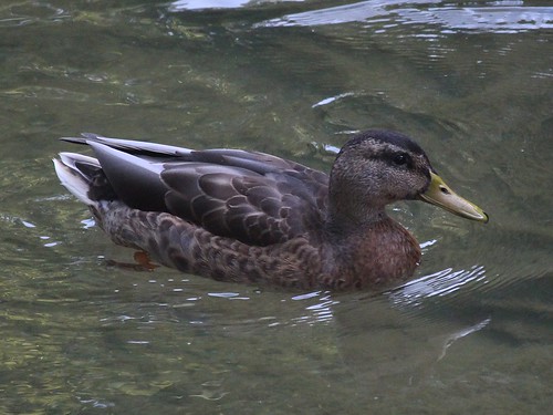 duck oshawa ontario canada mallard anasplatyrhynchos bird waterfowl explored groupcharlie groupgoal