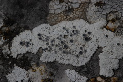 Lichen - Photo of La Muraz