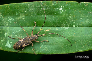 Longhorn beetle (Euthyastus binotatus) - DSC_9111