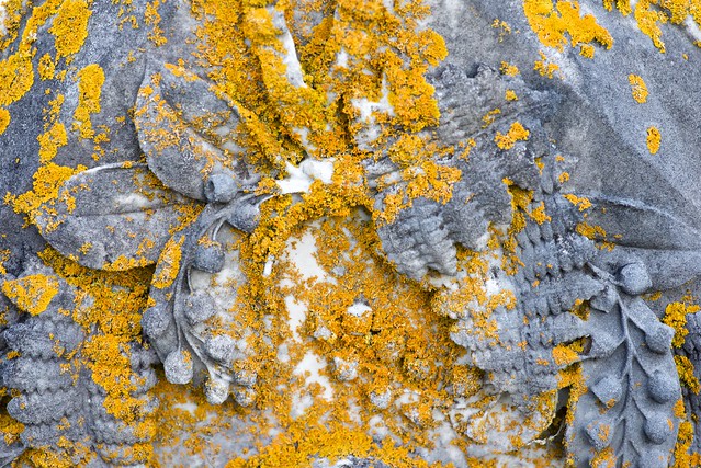 lichen Seaside