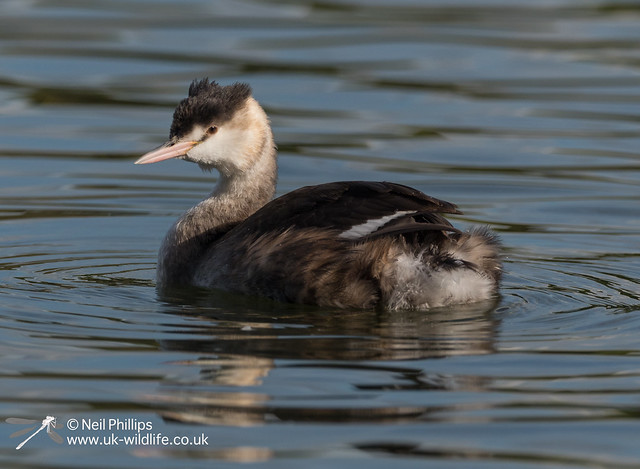 Great crested grebe-12
