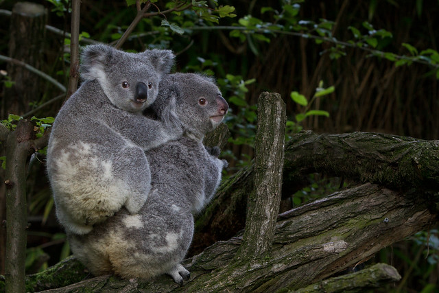 Koalas Sound Just Like Elsa From "Frozen"