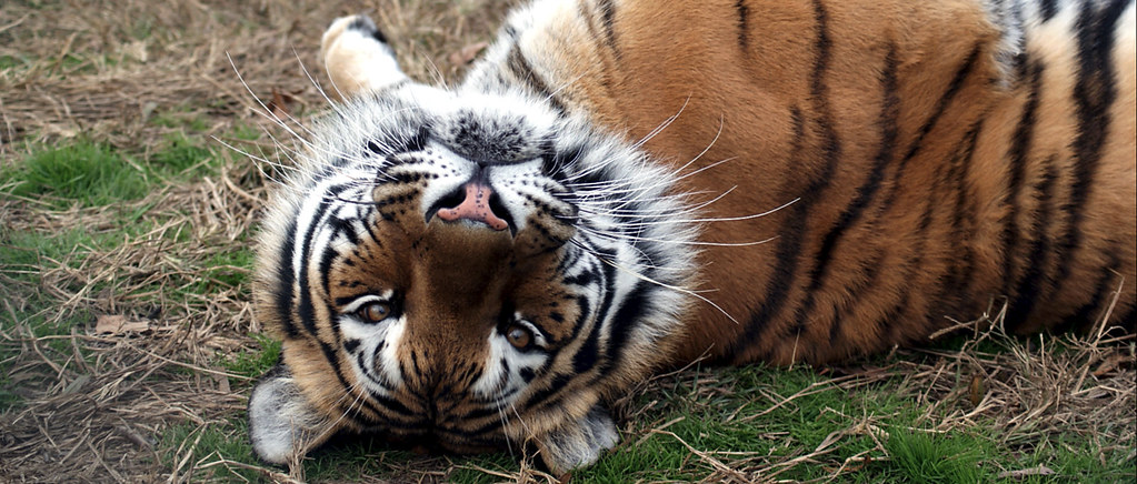 2020 Animal Care Internships - Carolina Tiger Rescue