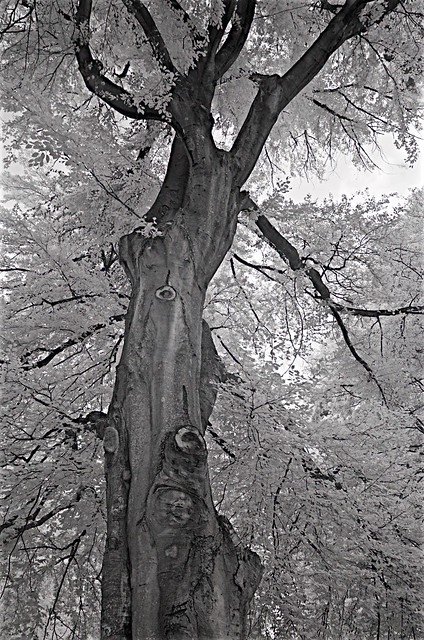 Mount Auburn Cemetery IR trees