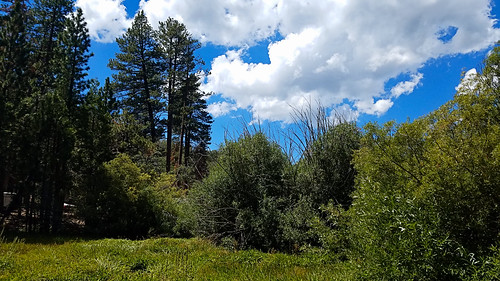 sanbernardinonationalforest bartonflats jenkslake california photo digital summer meadow forest angelusoaks