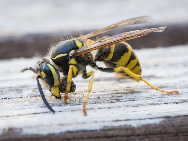 paper wasp collecting wood fiber