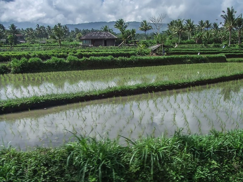 Bali, les rizières 36159125164_75edfef77b_c