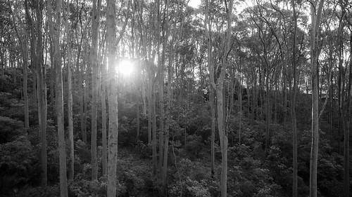 dji phantom3advanced djifc300s36mmf28 drone aerial sun sunburst flare forest trees sunset monochrome blackandwhite dailyinaugust2017 barraggabay