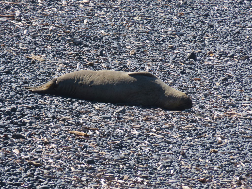 Seal on Cobble Beach