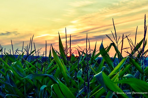 confield cornfield sunset north northcountry amateurphotography amateurphotogrpahy farmlife rural windmills adirondacks