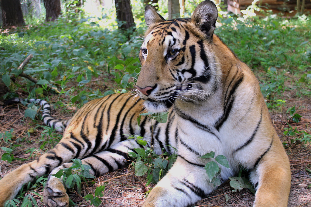 Mila Tiger - Carolina Tiger Rescue